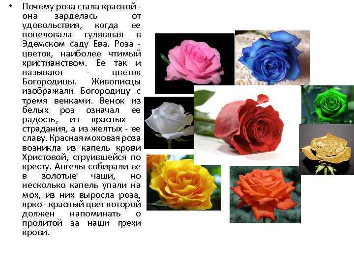 Цвета роз. значение и символика цвета розы. сколько роз дарить