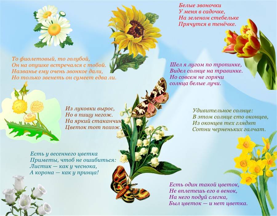 Загадки про садовые, полевые и комнатные цветы для детей