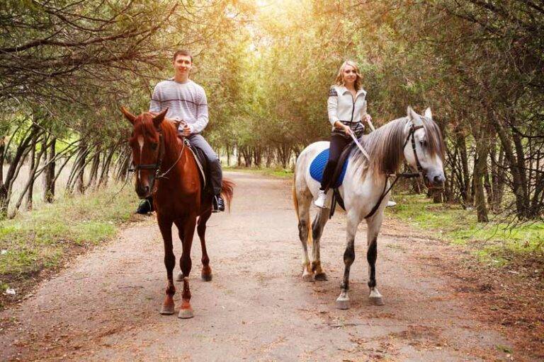 Как заказать прогулку на лошадях в день рождения? лучший подарок на день рождения: романтическая конная прогулка +фото и видео