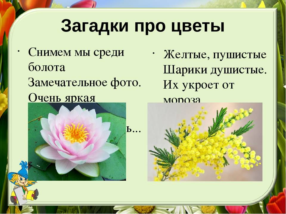 Загадки про цветы для детей с ответами