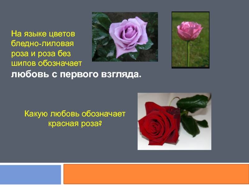 О каких чувствах расскажет подаренный букет роз: значение цветов и количества роз :: инфониак