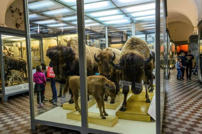 Зоологический музей в санкт-петербурге