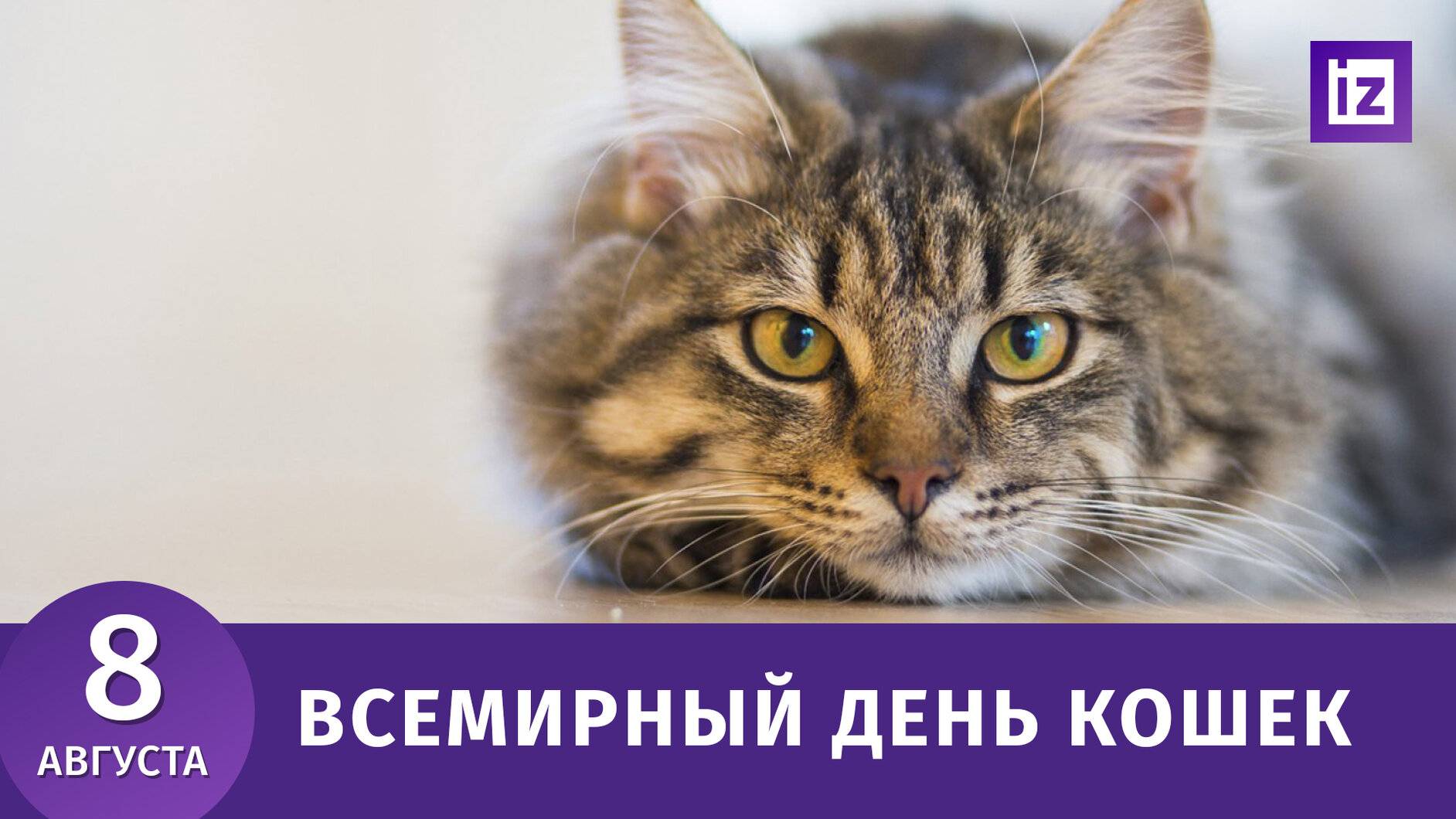 Когда отмечают всемирный день кошек в россии и по всему миру