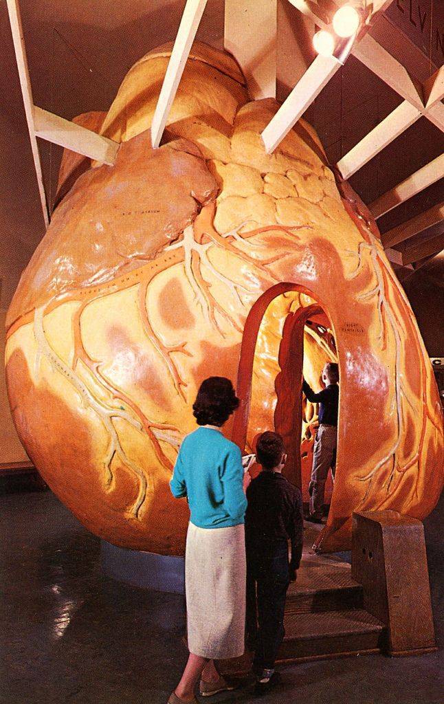 Музей человеческого тела: как попасть внутрь гигантского организма и не сойти с ума