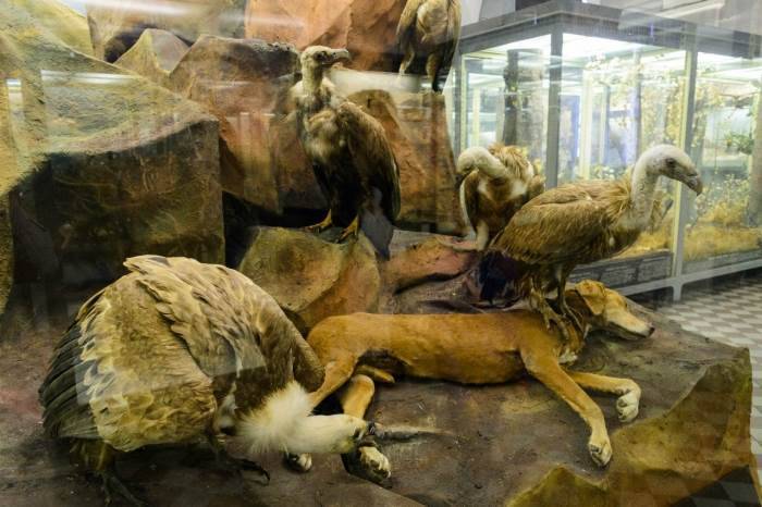 Зоологический музей ран в санкт-петербурге: от бабочек до мамонтов