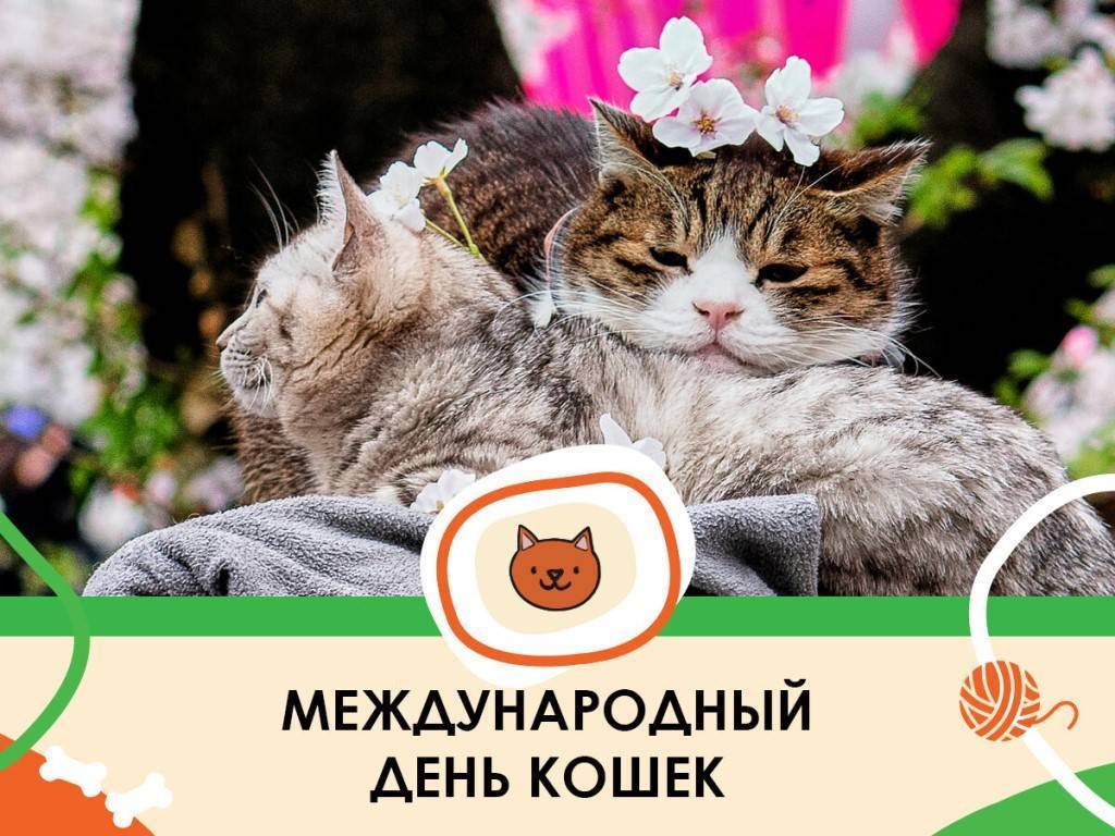 День кошек 1 марта, история праздника, поздравления, красивые картинки