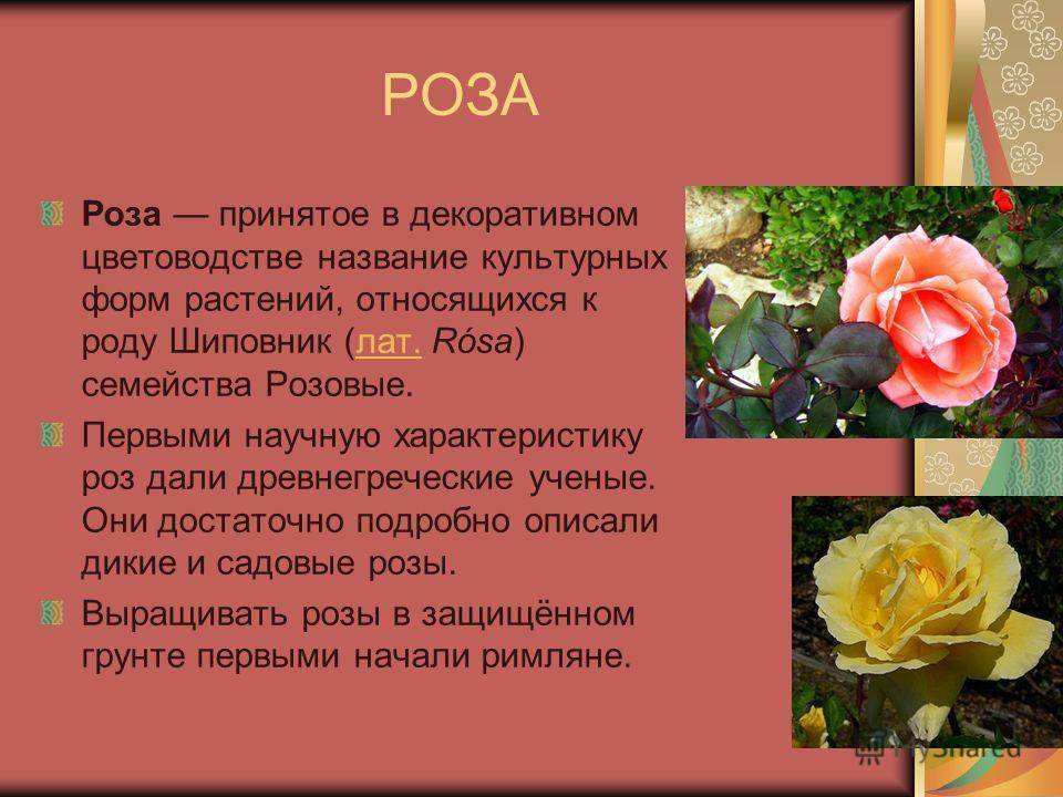 Роза - язык цветов