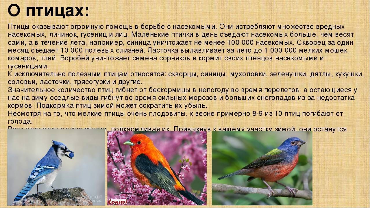 Международный день птиц отмечают 1 апреля 2020 года: история и традиции