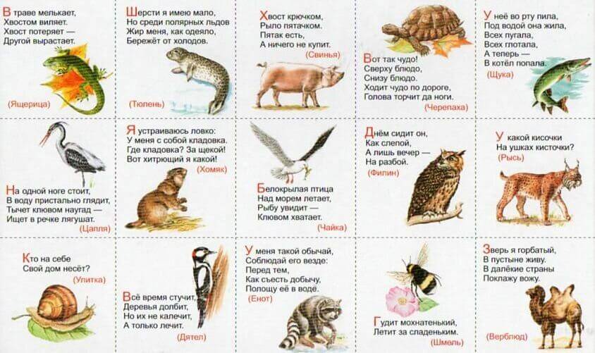 Загадки про животных
