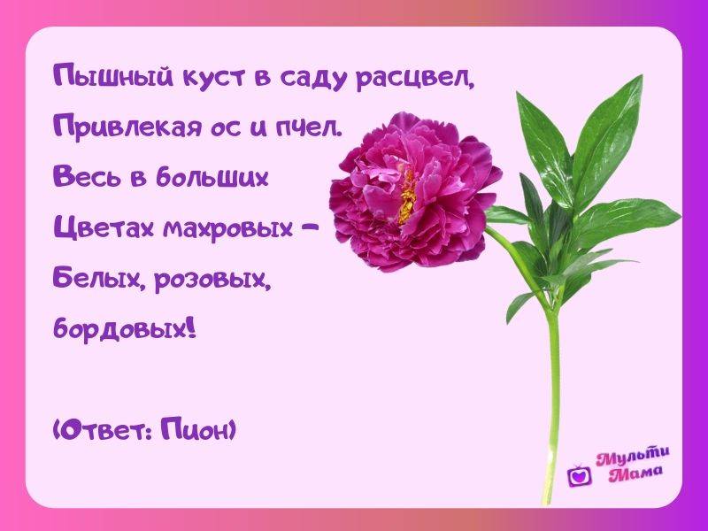 Загадки про цветы: 145 лучших загадок для детей про цветки в горшке для квеста и полевые цветы с ответами / mama66.ru