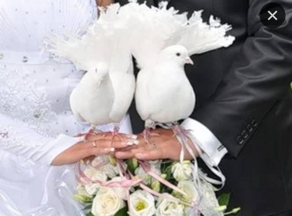 Стихи голуби на свадьбе - сборник красивых стихов в доме солнца
