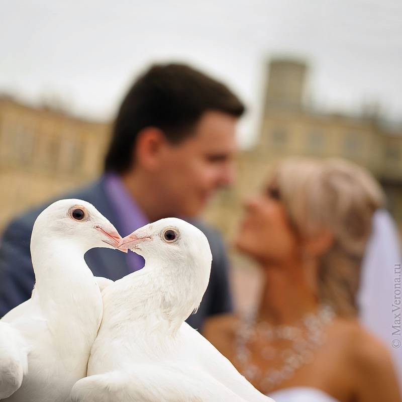 Голуби на свадьбу - интересные идеи и особые впечатления (66 фото)