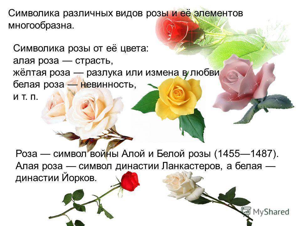 Роза на языке цветов