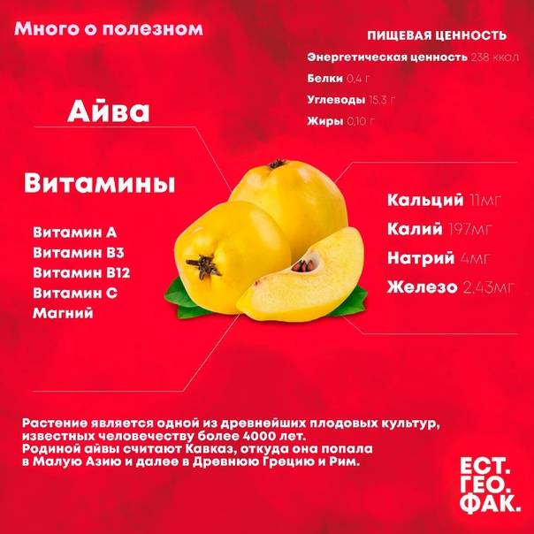 Айва: свойства фрукта и применение