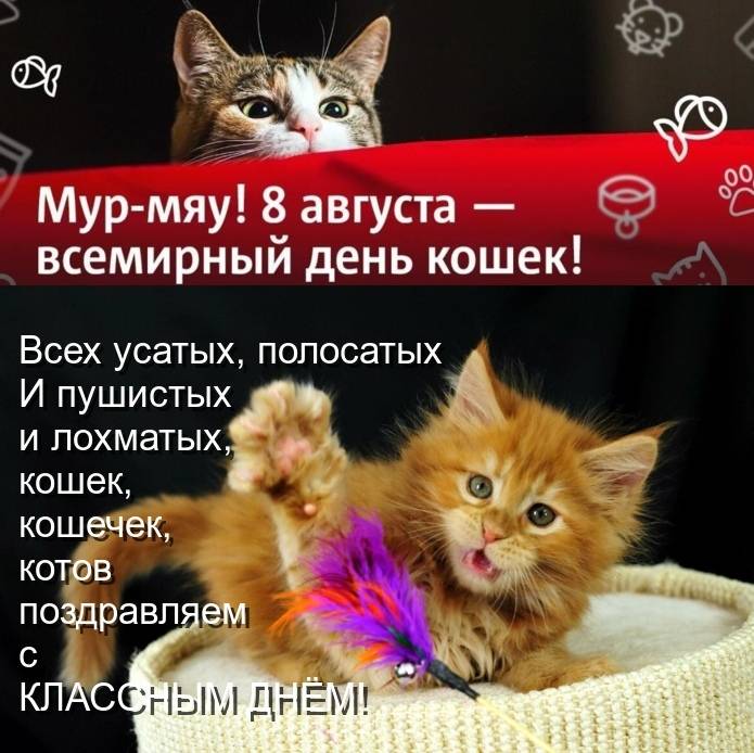 1 марта празднуют день кошек в разных странах, как отметить этот день