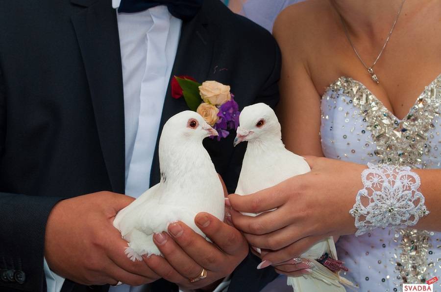 Свадебные голуби — зачем выпускают голубей на свадьбе?