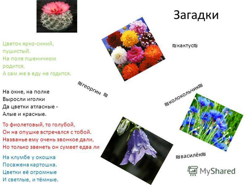 Загадка про цветок в горшке для квеста. цветочные загадки и удивительные факты о цветах