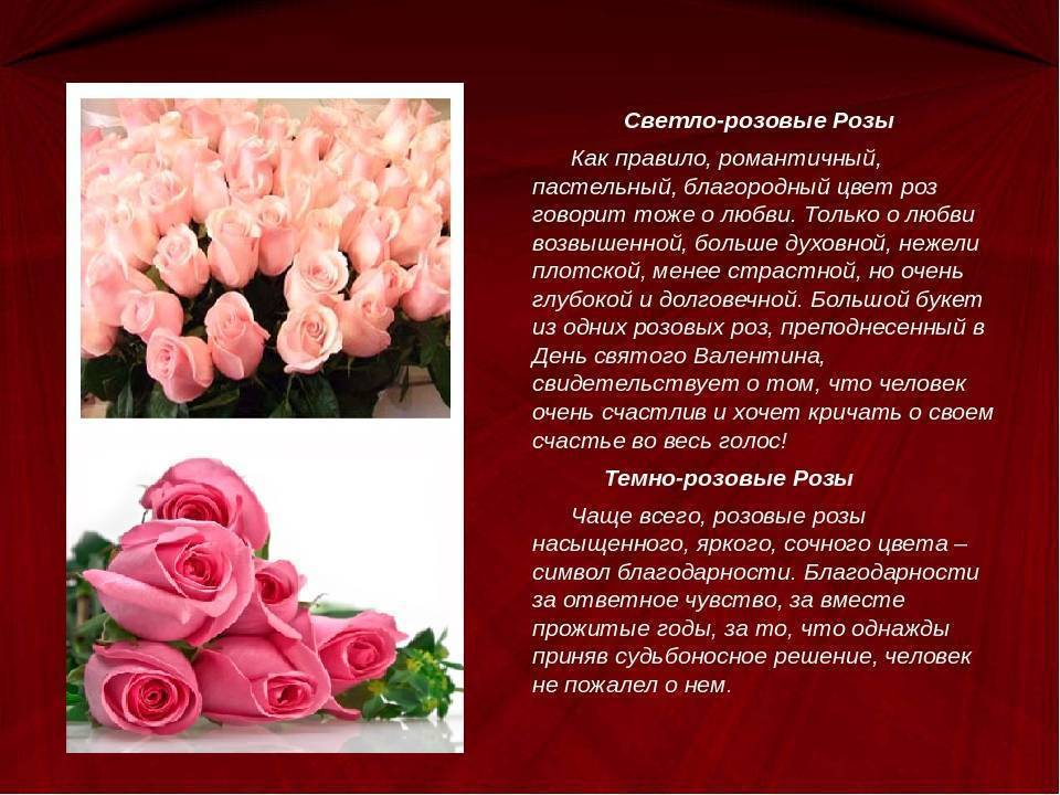 Язык цветов розы — что означают коралловые, красные и белые, 5, 11, 13, 15