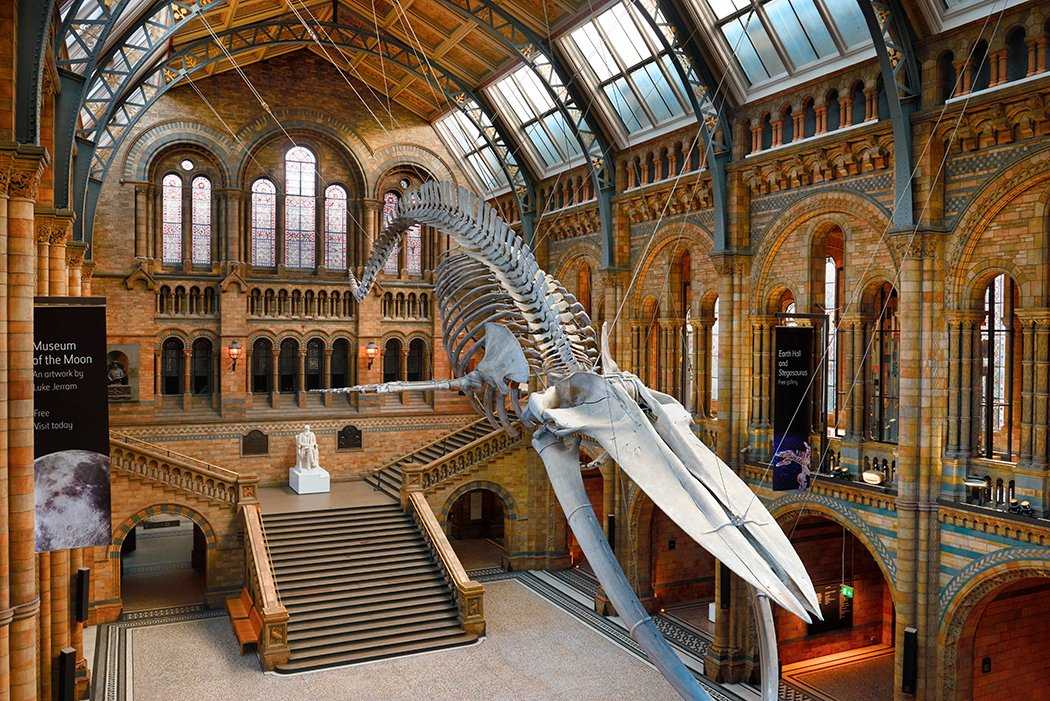 10 экспонатов музея естествознания в лондоне, которые стоит увидеть