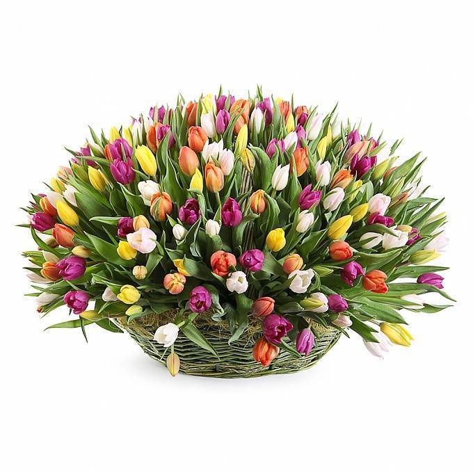 Тюльпаны в подарок: кому, когда и сколько цветов дарить
