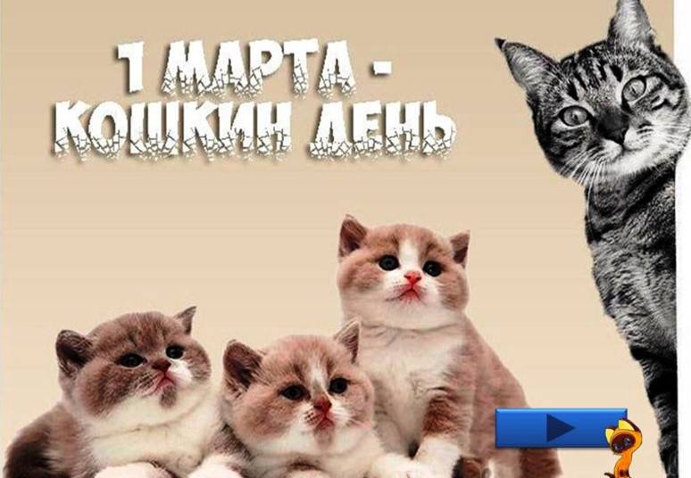 Всемирный день кошек 2021: когда празднуют в россии и мире - 1 марта? история, традиции