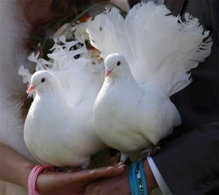 Белые голуби на свадьбу в иваново – красивая традиция