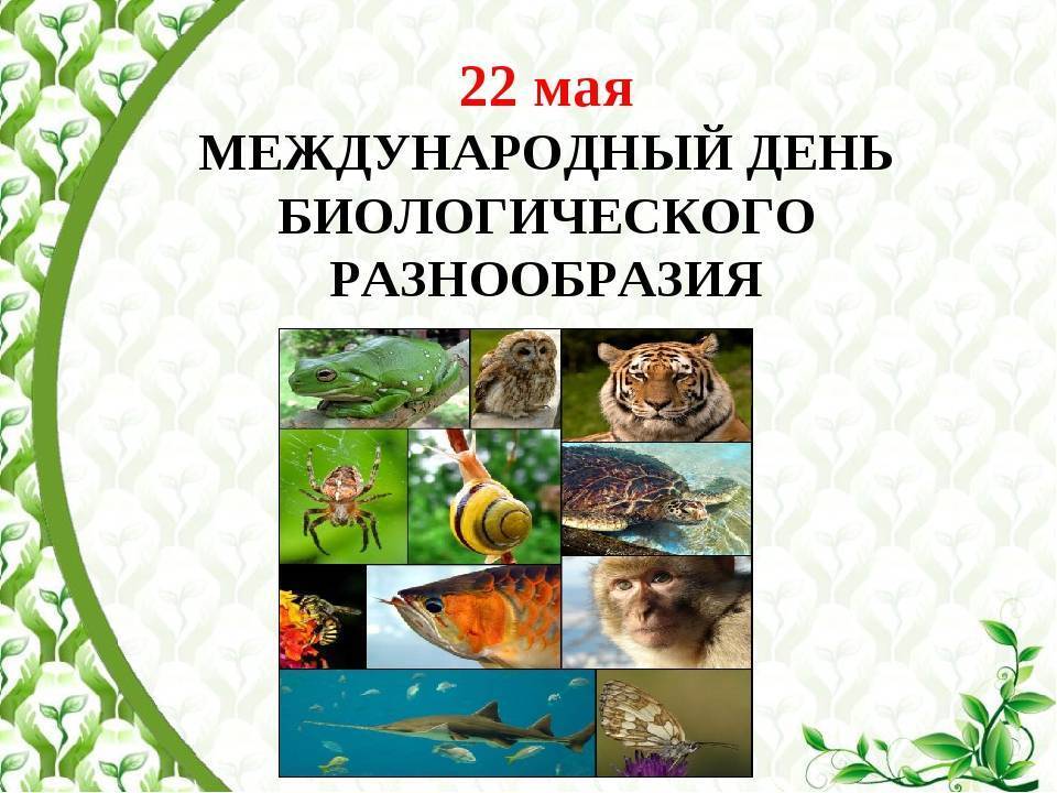 Международный день биологического разнообразия — когда отмечают, история и особенности праздника