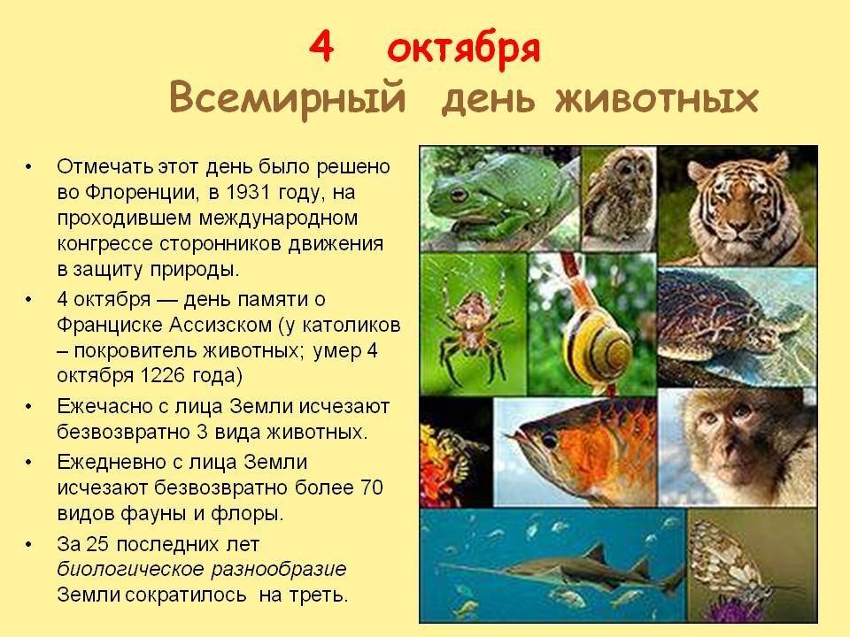 Всемирный день защиты животных | fiestino.ru