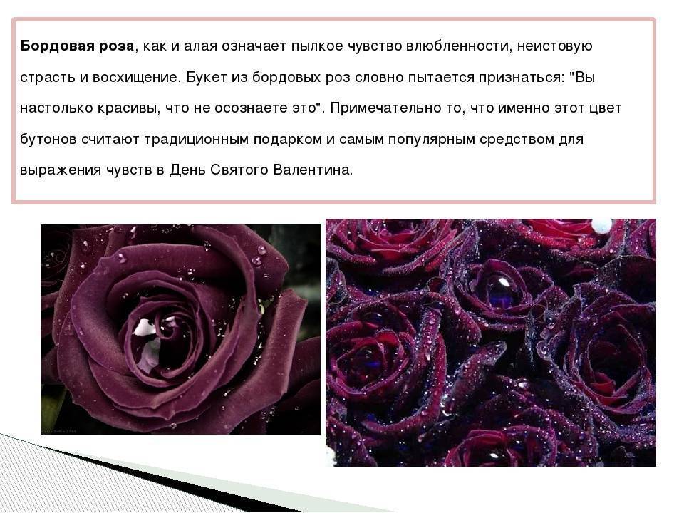 11 розовых роз значение. значение цвета и количества роз в букете