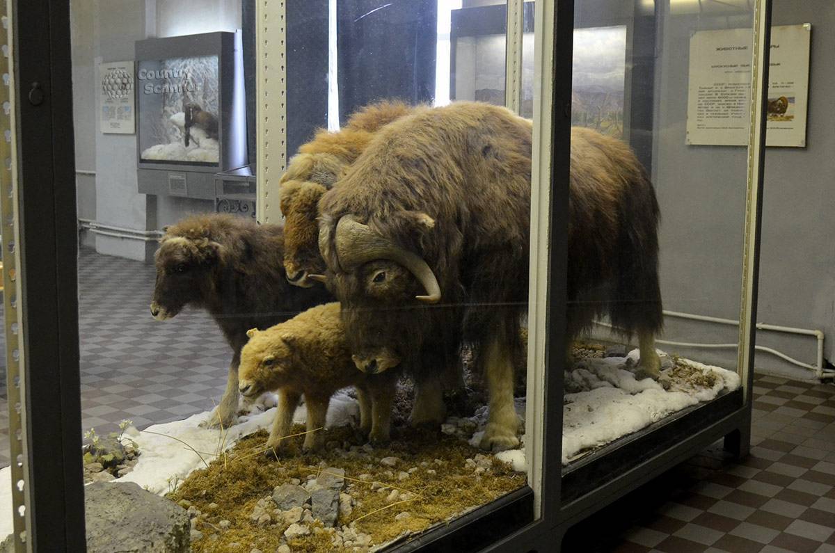 Зоологический музей в санкт петербурге 2019 адрес стоимость билета и фото