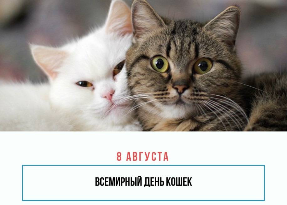 День котов и кошек в россии