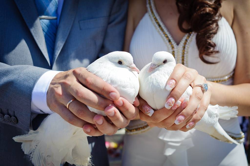 Предсказываем семейную жизнь по полету свадебных голубей