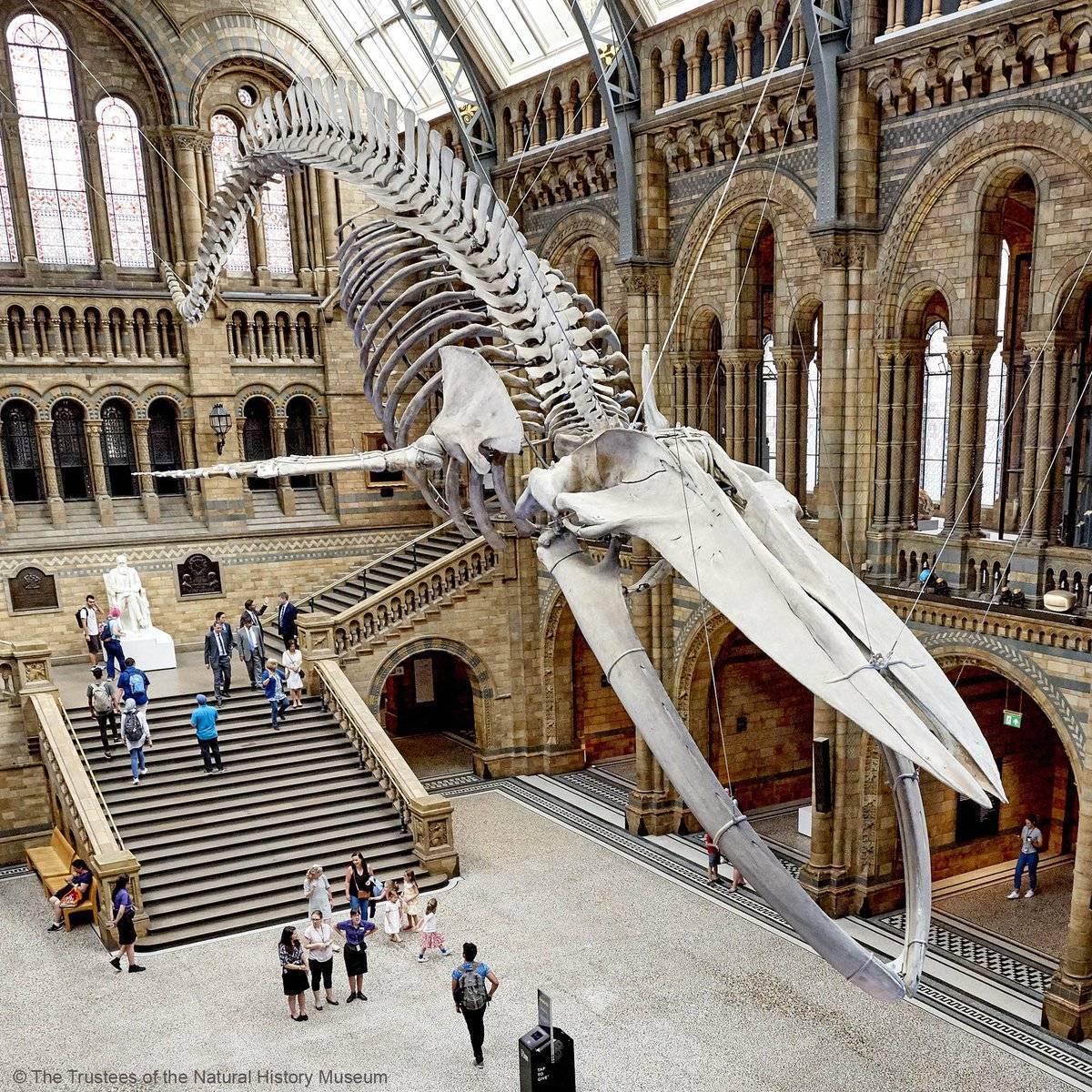 Natural history museum. Музей естествознания Лондон фасад. Музей музей естествознания в Нью Йорке. Natural History Museum London синий кит. The natural History Museum история.