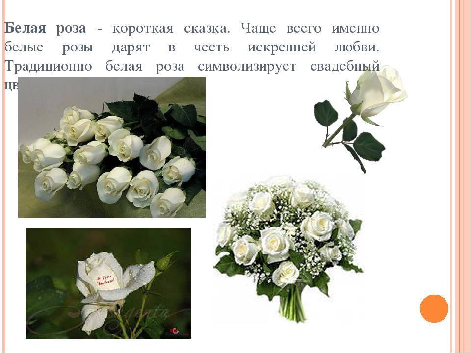 Белые и желтые розы: значение на языке цветов