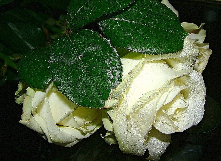Что означают белые розы и к чему их дарят