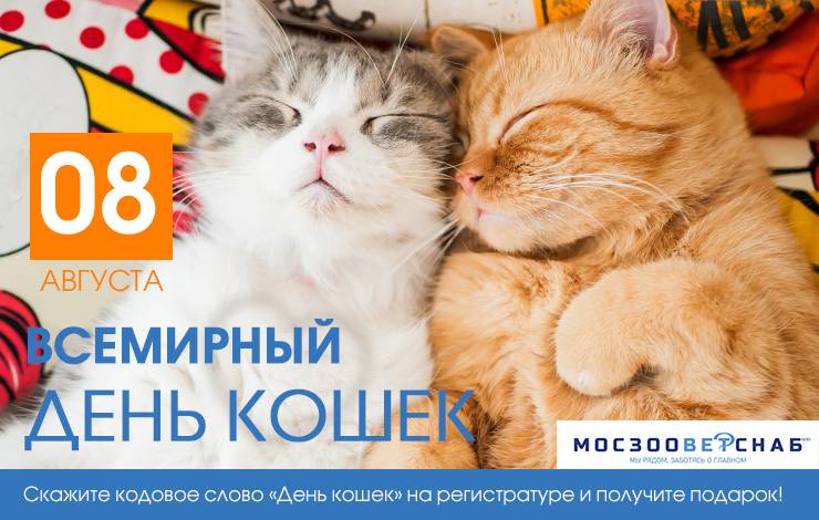День кошек в россии отмечают 1 марта: какие породы живут в нашей стране