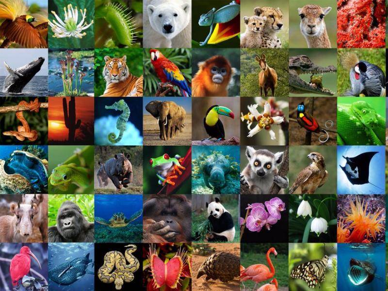 Международный день биологического разнообразия! узнай, почему этот праздник так важен.