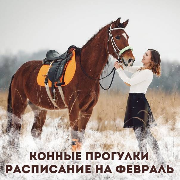 Подарить в подарок прогулку на лошадях: варианты конной прогулки +фото и видео