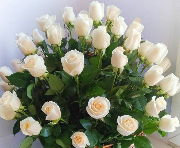 К чему дарят белые розы: символика, приметы и значение